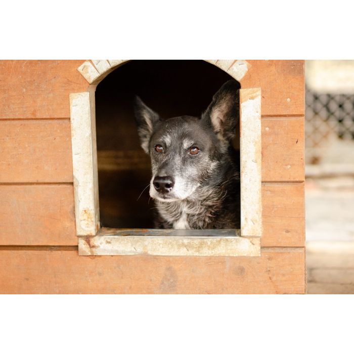 Hektor - nieduży, wesoły psiak który przeżył piekło