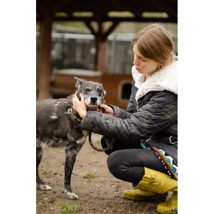 Hektor - nieduży, wesoły psiak który przeżył piekło