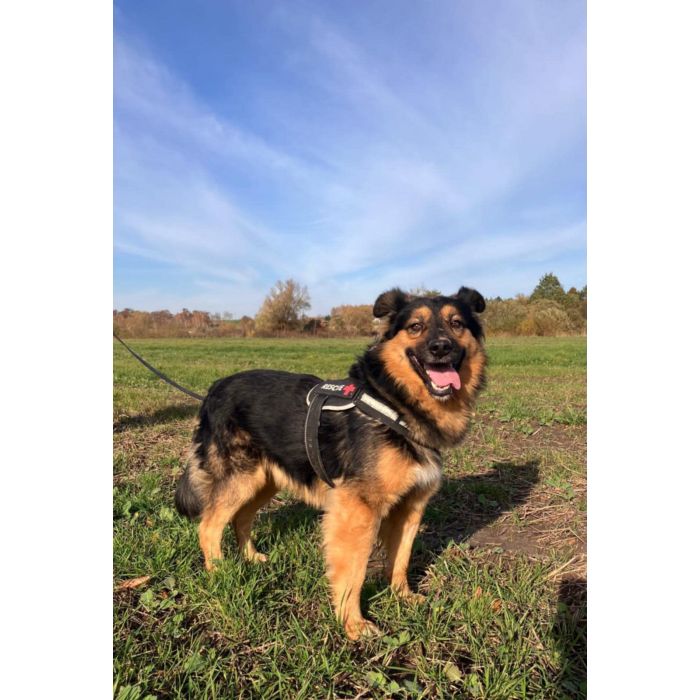 Fantastyczny Toster szuka domu!