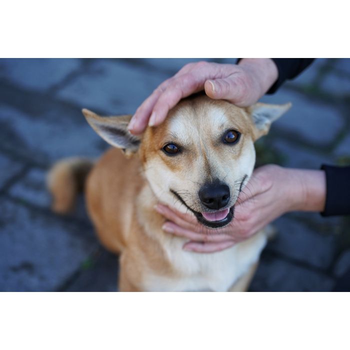 Radosny, młody Figo, pokochaj!