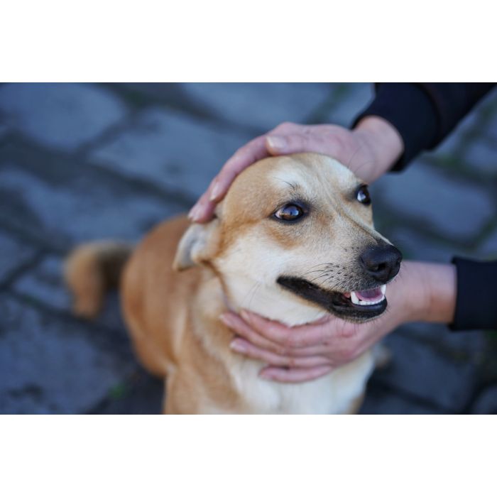 Radosny, młody Figo, pokochaj!