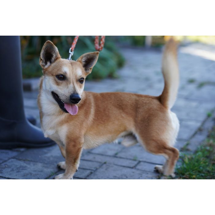 Radosny, młody Figo, pokochaj!