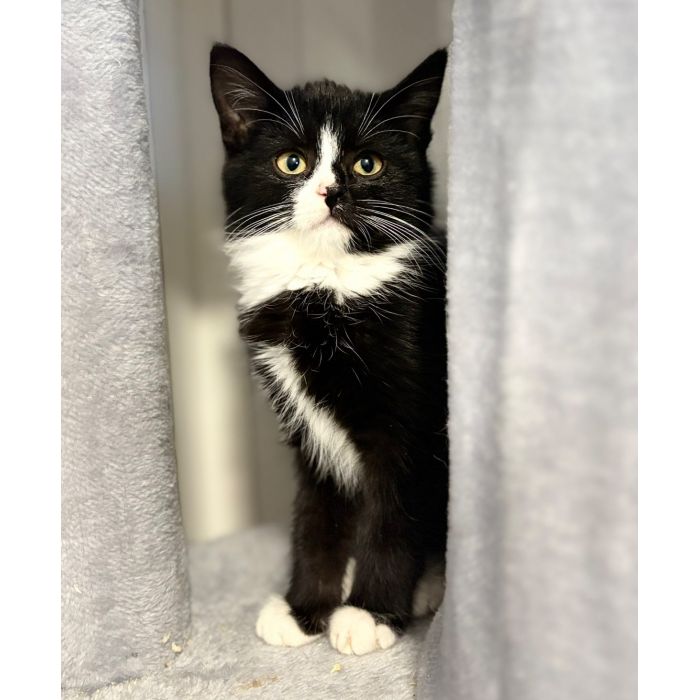 Loki - 4 miesięczny kociak szuka domu!