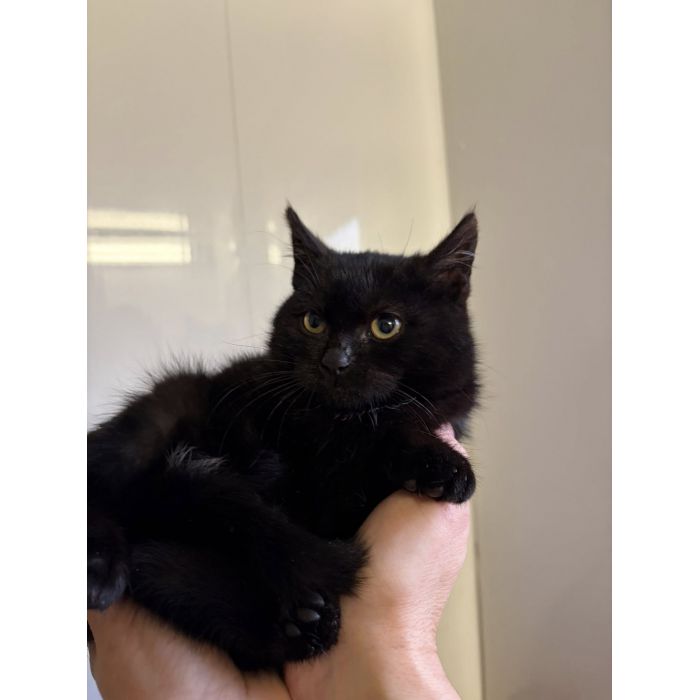 DOSIA - mała, nieśmiała kocia piękność szuka domu!