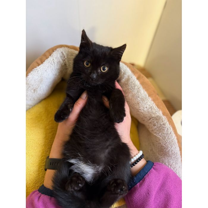 DOSIA - mała, nieśmiała kocia piękność szuka domu!