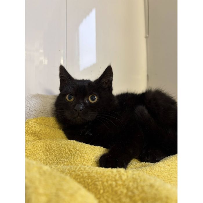 DOSIA - mała, nieśmiała kocia piękność szuka domu!