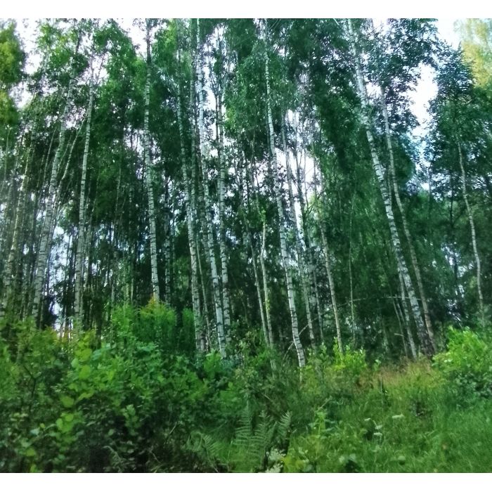 Sprzedam ziemię na Warmii i Mazurach