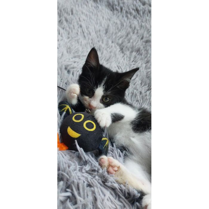 Teddy - malutki kociaczek szuka domu!