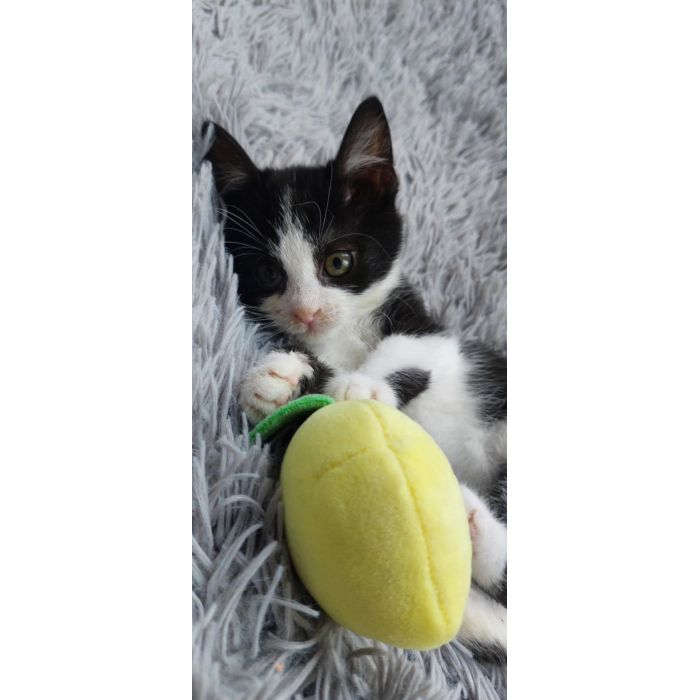 Teddy - malutki kociaczek szuka domu!