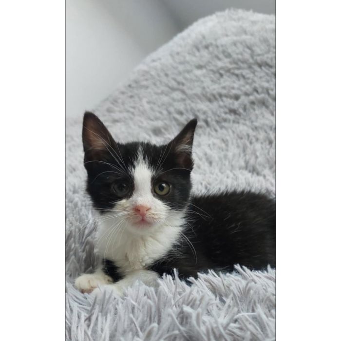 Teddy - malutki kociaczek szuka domu!