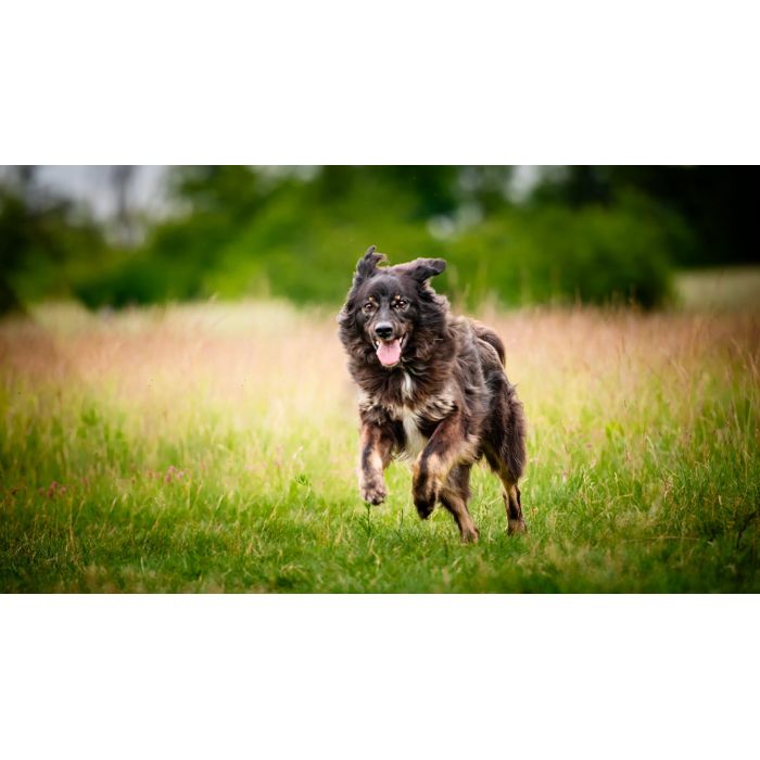 Roki - domowy, młody, przyjazny psiak!