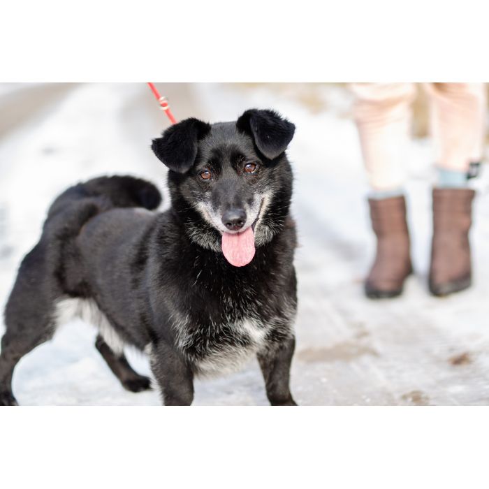 Nieduży Patyk, wesoły, pełen energii psiak!