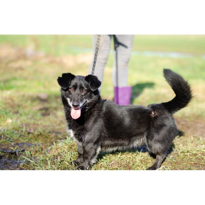 Nieduży Patyk, wesoły, pełen energii psiak!