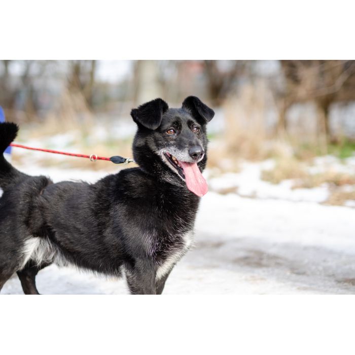 Nieduży Patyk, wesoły, pełen energii psiak!