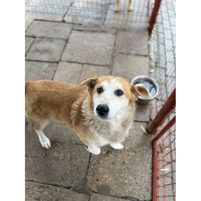 Reks - cudowny, domowy, niewielki psiak!