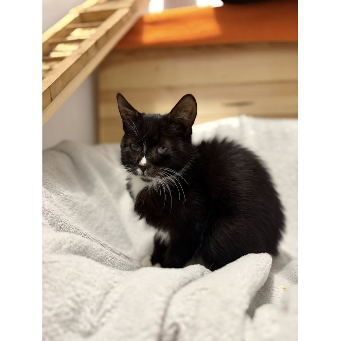 Kalinka - delikatna, półroczna koteczka szuka domu!