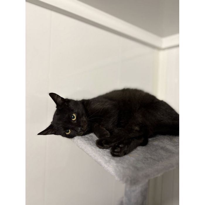 Kusy - najsmutniejsze kocię w schronisku!