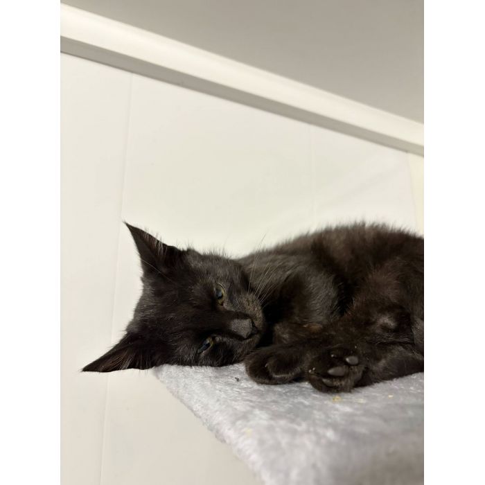 Kusy - najsmutniejsze kocię w schronisku!