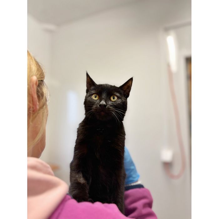 6 miesięczny kociak Gizmo szuka domu