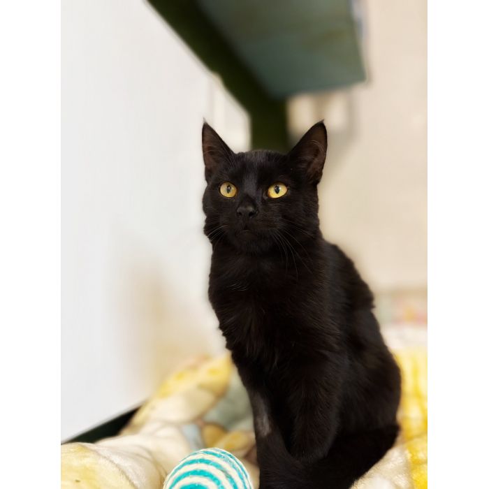 6 miesięczny kociak Gizmo szuka domu