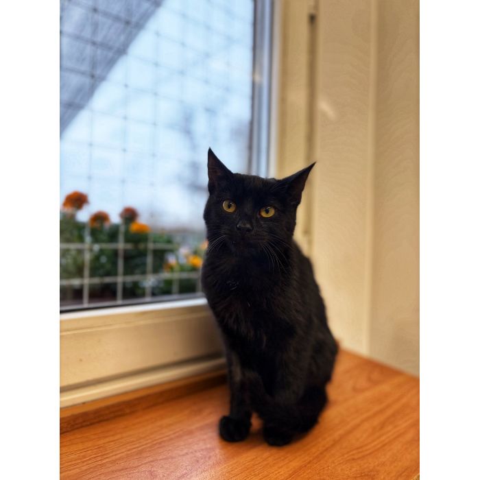 6 miesięczny kociak Gizmo szuka domu