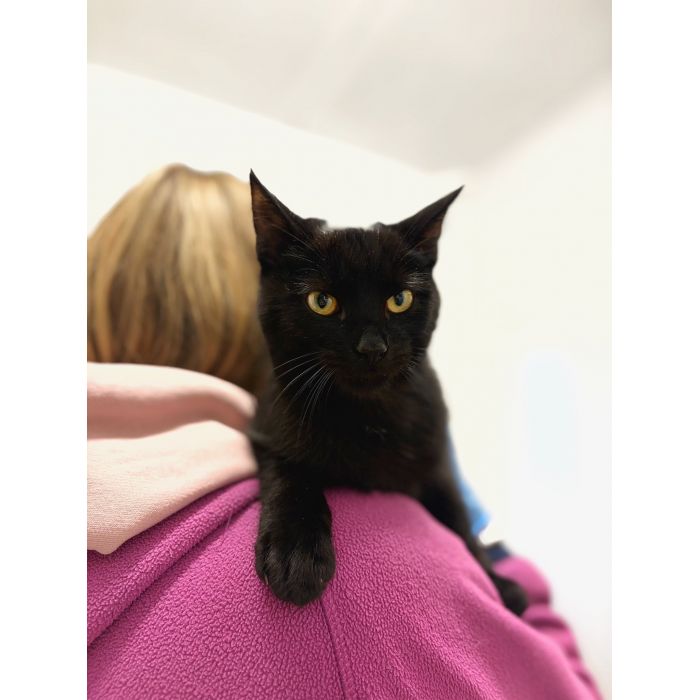 6 miesięczny kociak Gizmo szuka domu