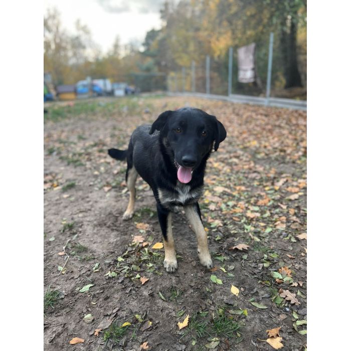 10 miesięczny Majlo - wesoły, przyjazny szczeniak!