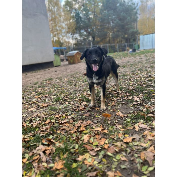 10 miesięczny Majlo - wesoły, przyjazny szczeniak!