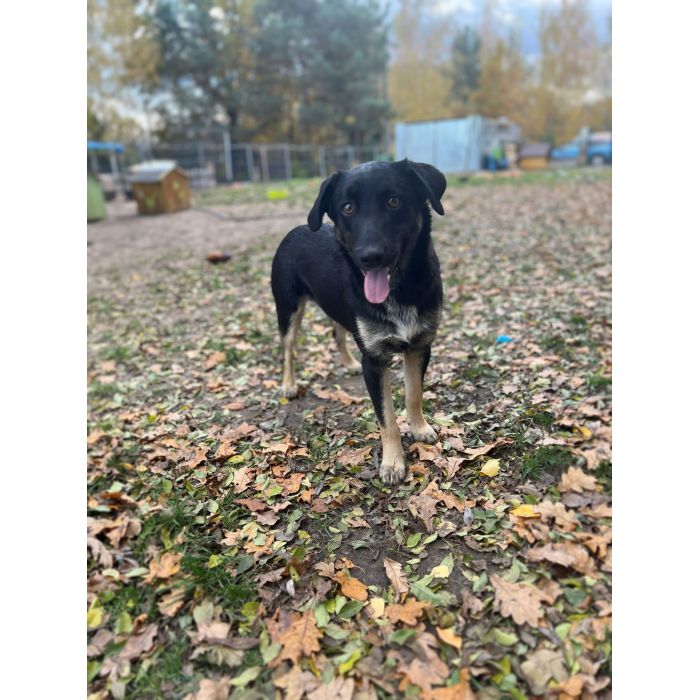 10 miesięczny Majlo - wesoły, przyjazny szczeniak!