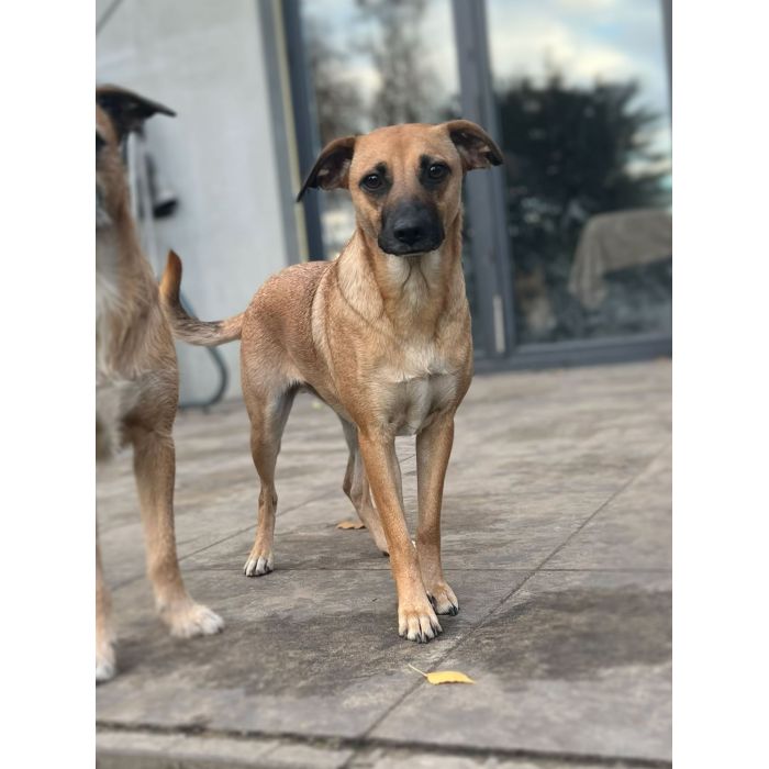 Dusia - filigranowa, kochana, fantastyczna sunia!