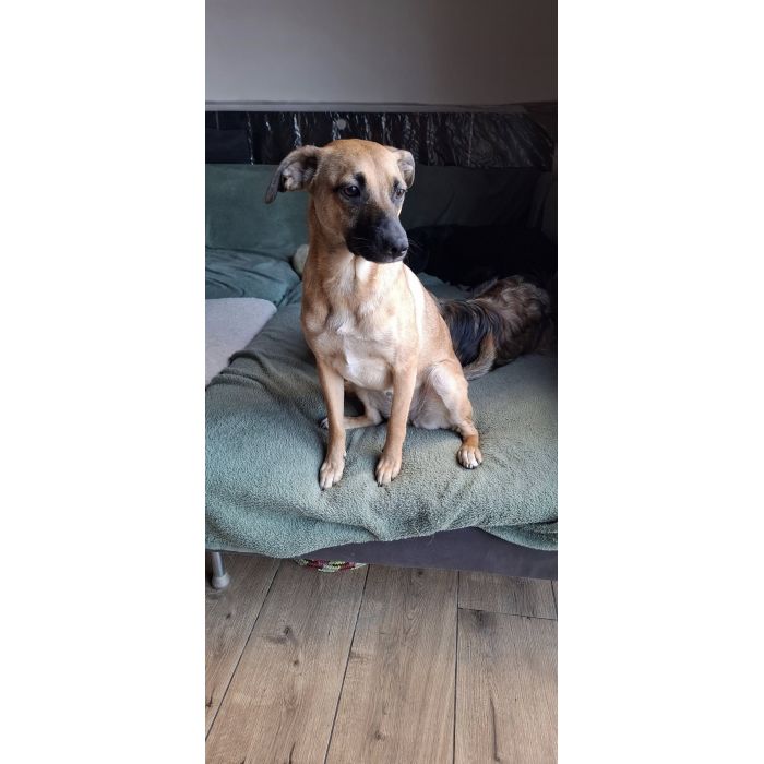 Dusia - filigranowa, kochana, fantastyczna sunia!