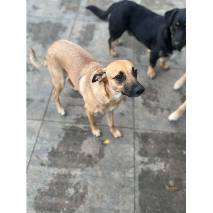 Dusia - filigranowa, kochana, fantastyczna sunia!