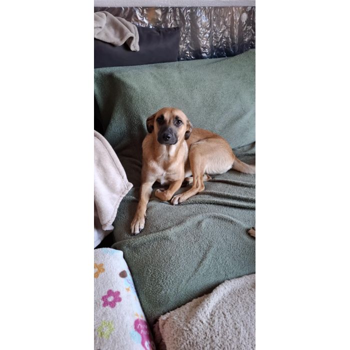 Dusia - filigranowa, kochana, fantastyczna sunia!