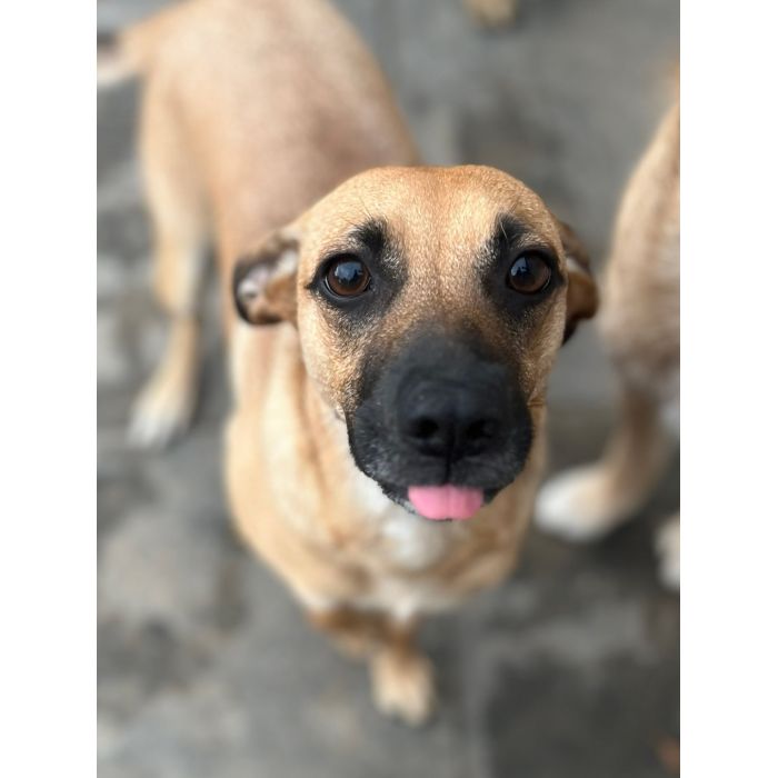 Dusia - filigranowa, kochana, fantastyczna sunia!