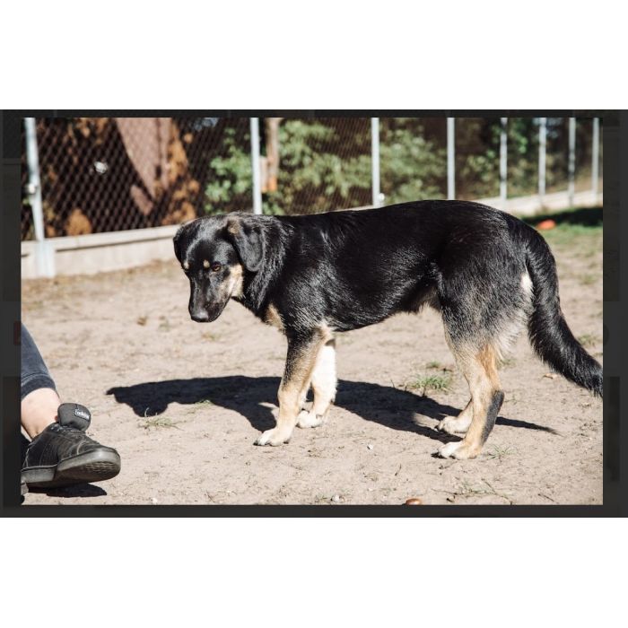 Fryc - młodziutki, wesoły, kochający człowieka!