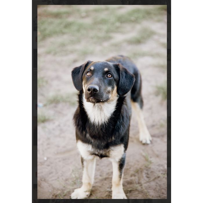 Fryc - młodziutki, wesoły, kochający człowieka!