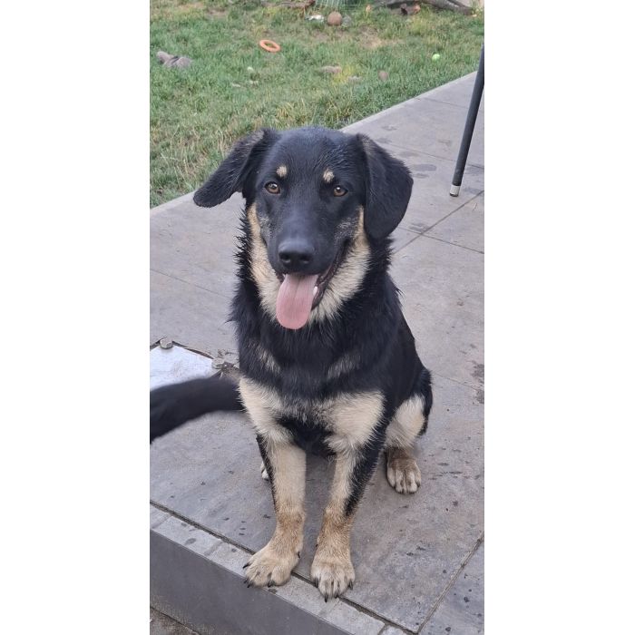 Fryc - młodziutki, wesoły, kochający człowieka!