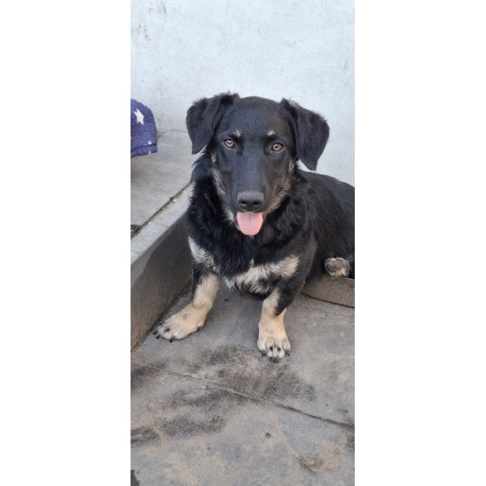 9 miesięczna Pępula, łągodna i kochana sunia!