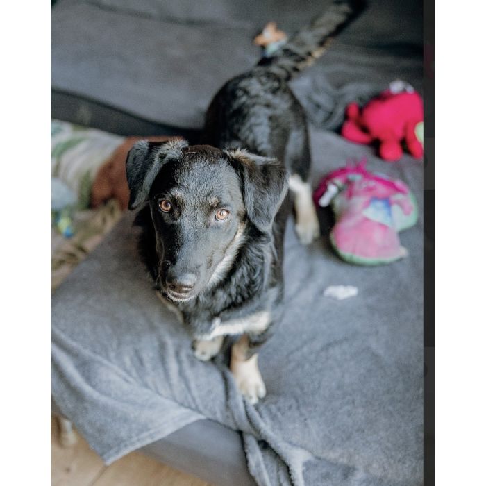 9 miesięczna Pępula, łągodna i kochana sunia!