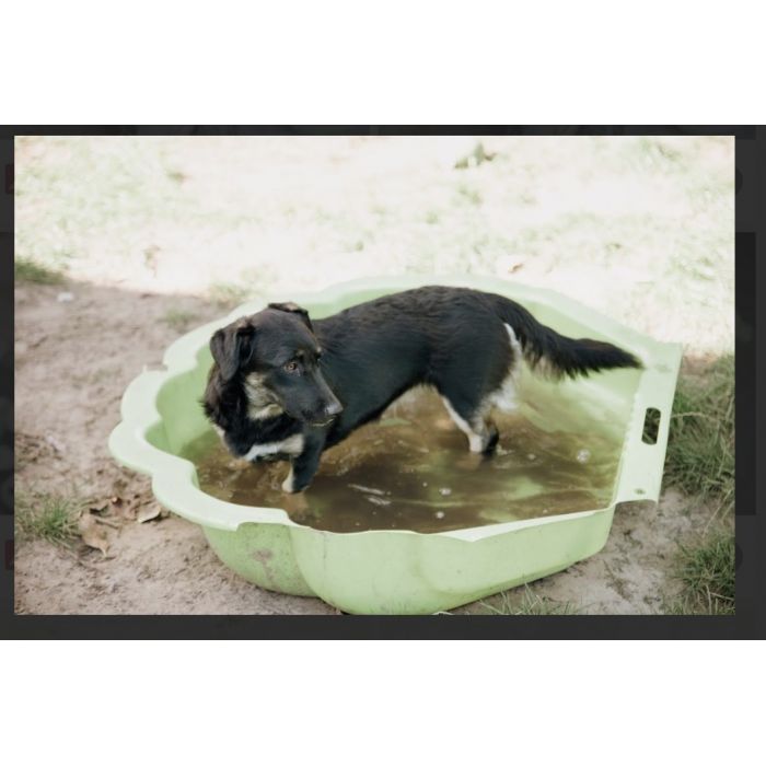 9 miesięczna Pępula, łągodna i kochana sunia!