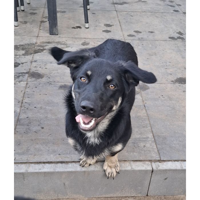 Sreberek - niewielki, domowy psiak szuka domu