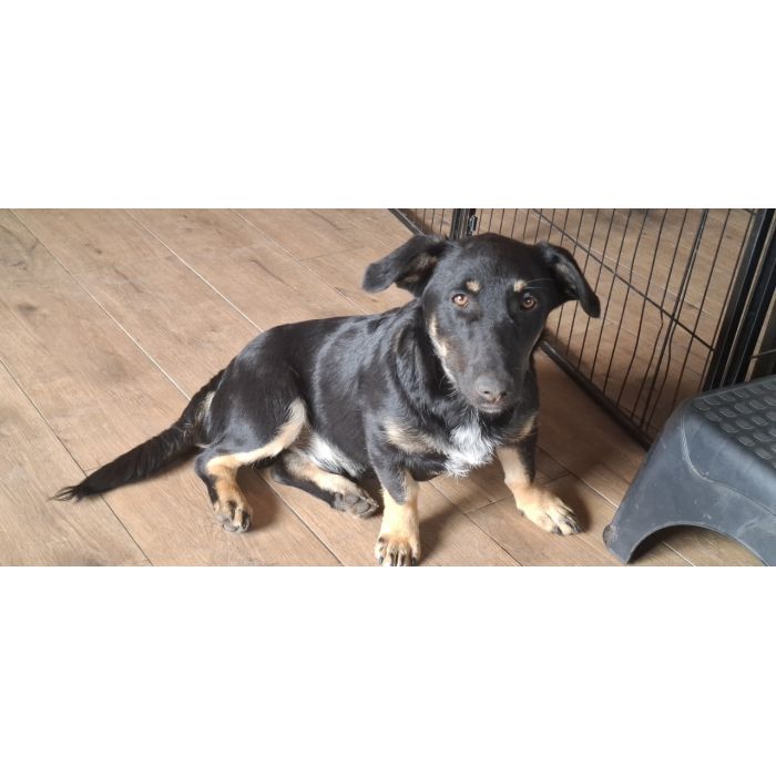 Krecik – niskopodłogowy szczeniak szuka domu!