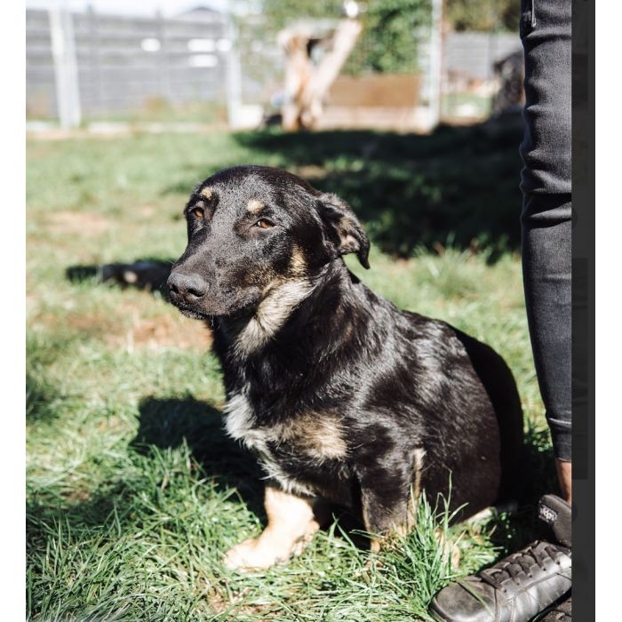 Krecik – niskopodłogowy szczeniak szuka domu!