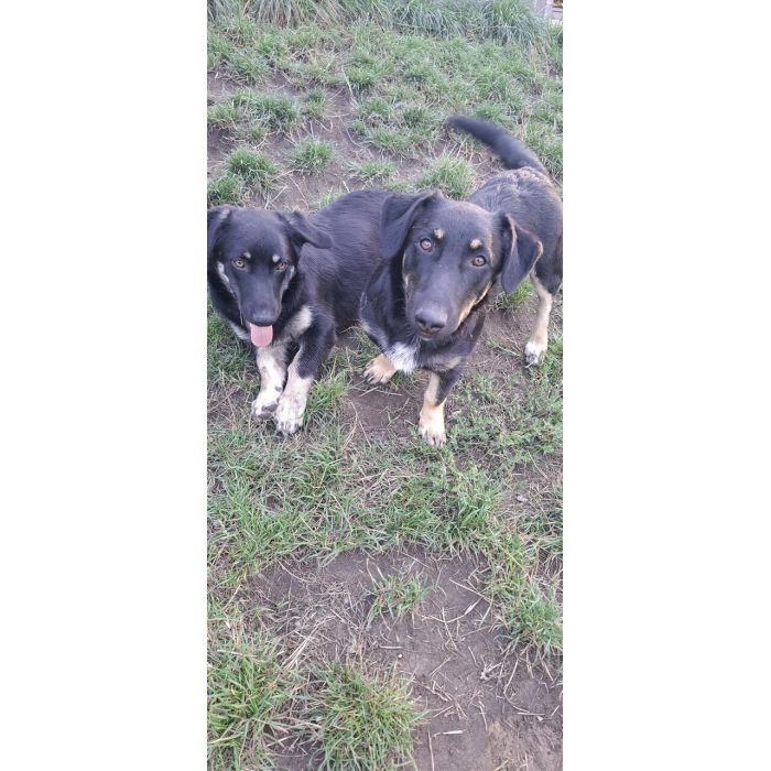 Krecik – niskopodłogowy szczeniak szuka domu!