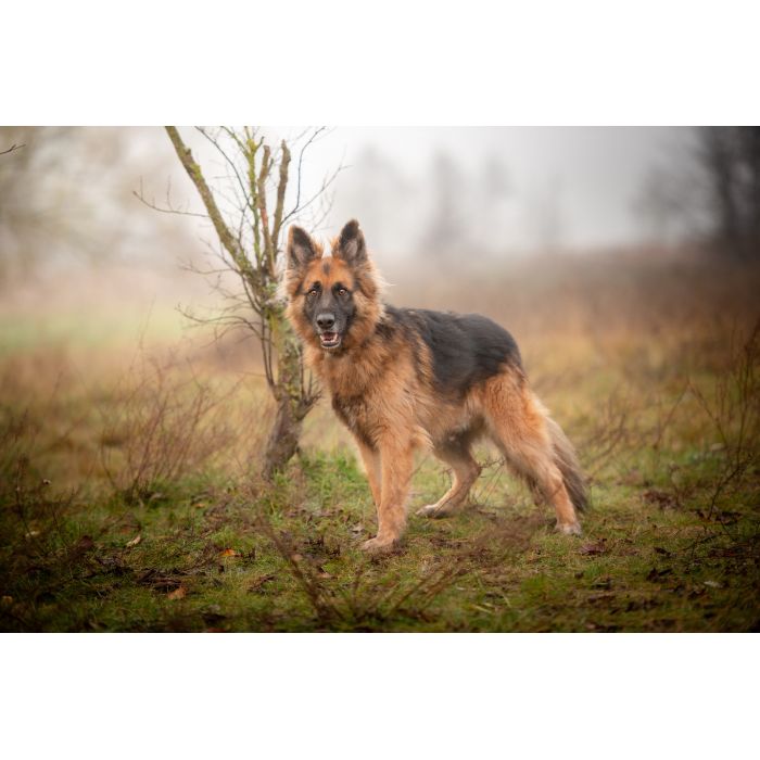 Ares - młody przepiękny owczarek szuka spokojnego domu!