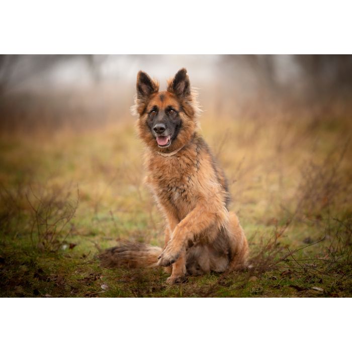 Ares - młody przepiękny owczarek szuka spokojnego domu!