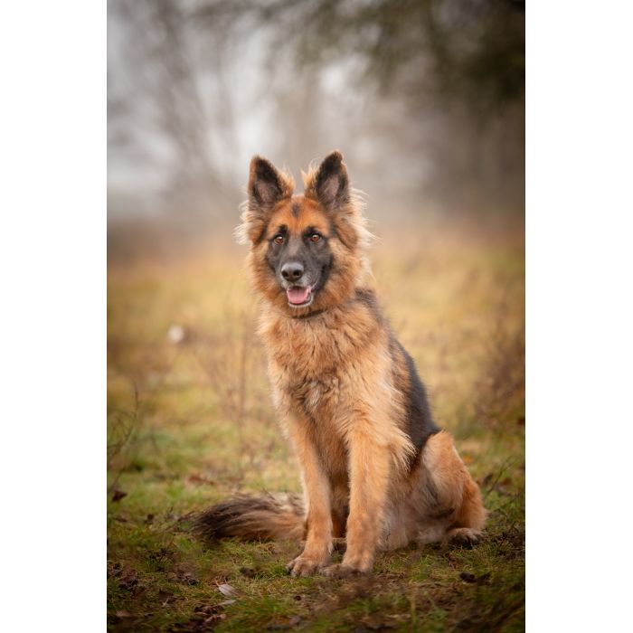 Ares - młody przepiękny owczarek szuka spokojnego domu!