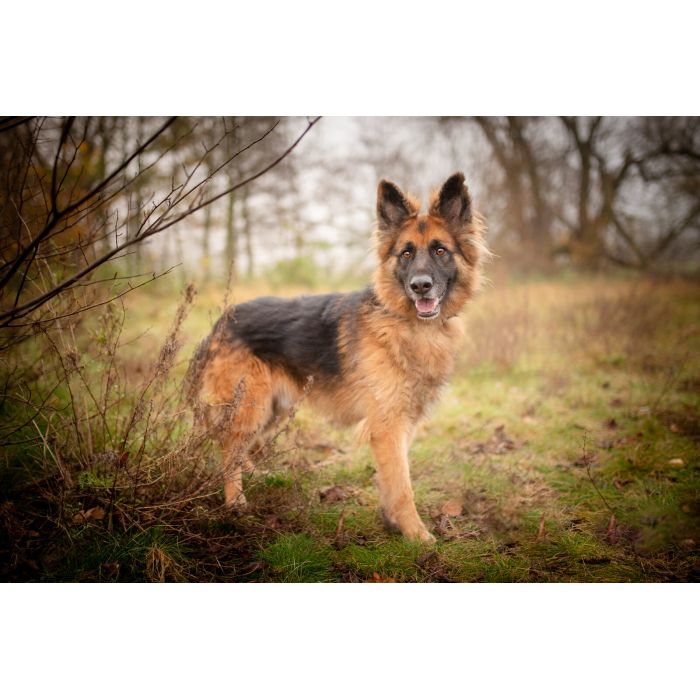 Ares - młody przepiękny owczarek szuka spokojnego domu!