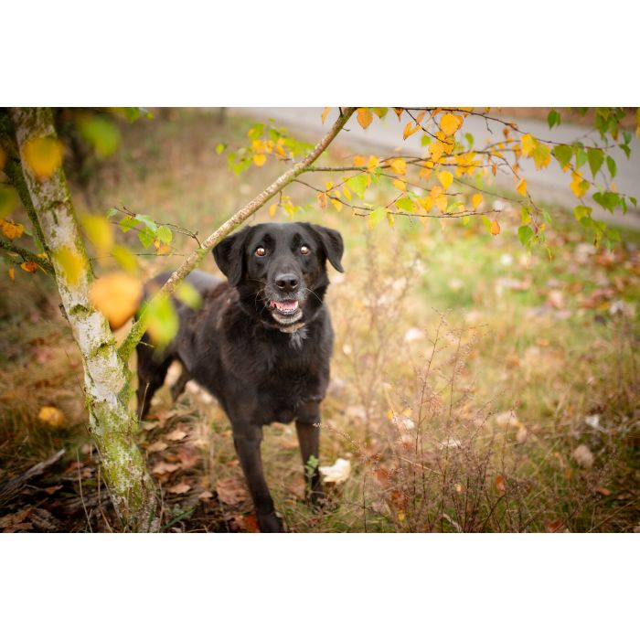 Uśmiechnięty Portos w typie labradora szuka domu!