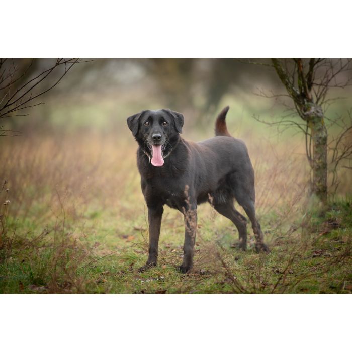 Uśmiechnięty Portos w typie labradora szuka domu!